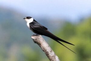 Image of a Great Swallow-tailed Swift in its natural habitat