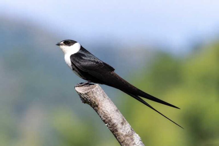 Image of a Great Swallow-tailed Swift in its natural habitat