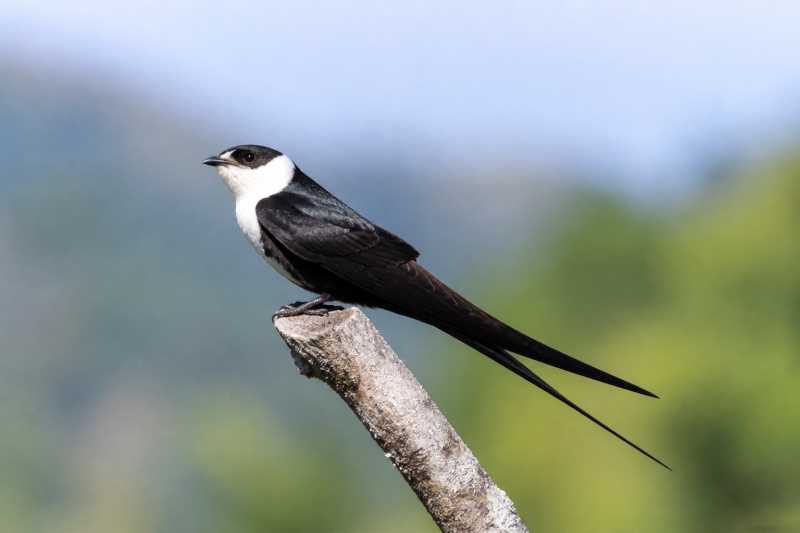 Image of a Great Swallow-tailed Swift in its natural habitat