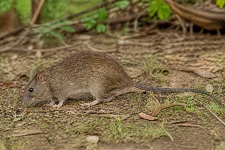 Image of a Greater Bandicoot Rat in its natural habitat