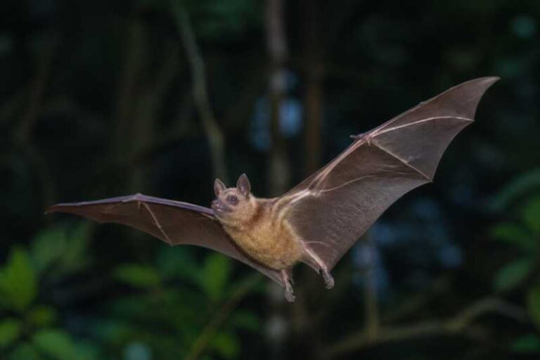 Image of a Greater Dog-like Bat in its natural habitat