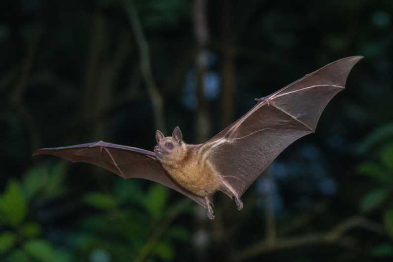 Image of a Greater Dog-like Bat in its natural habitat