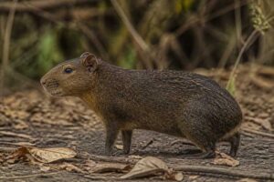 Image of a Greater Guinea Pig in its natural habitat