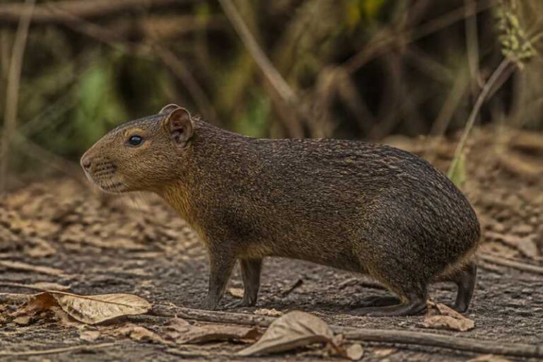 Image of a Greater Guinea Pig in its natural habitat