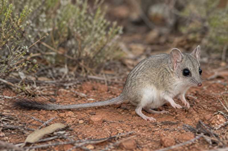 Image of a Greater Long-tailed Dunnart in its natural habitat