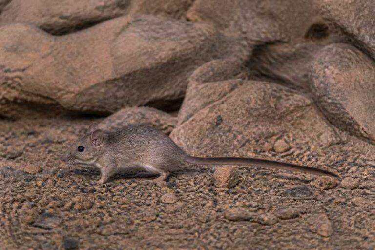 Image of a Greater Long-tailed Pouched Rat in its natural habitat