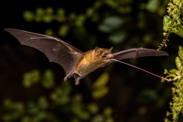 Image of a Greater Long-tongued Blossom Bat in its natural habitat
