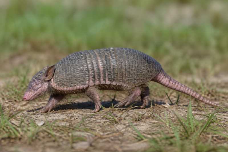 Image of a Greater Naked-tailed Armadillo in its natural habitat