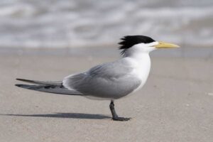 Image of a Greater Crested Tern in its natural habitat