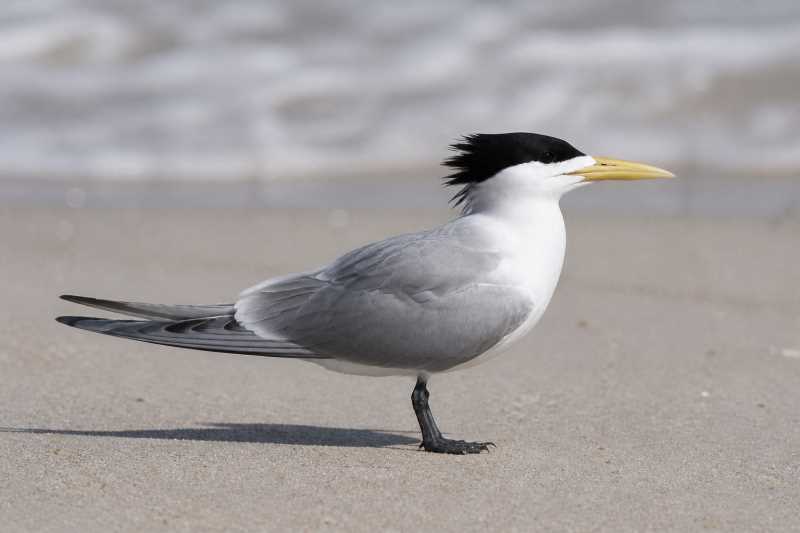 Image of a Greater Crested Tern in its natural habitat