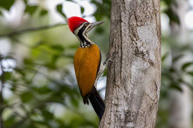 Image of a Greater Flameback in its natural habitat