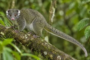 Image of a Green Ring-tailed Possum in its natural habitat