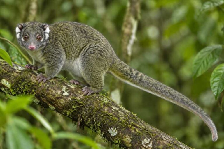 Image of a Green Ring-tailed Possum in its natural habitat