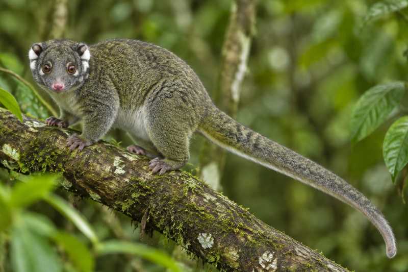 Image of a Green Ring-tailed Possum in its natural habitat