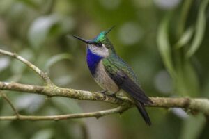 Image of a Green-crowned Plovercrest in its natural habitat
