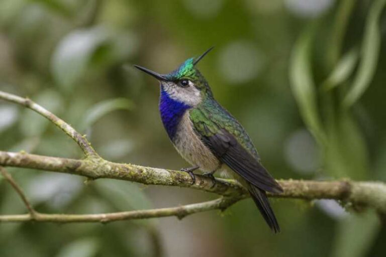 Image of a Green-crowned Plovercrest in its natural habitat