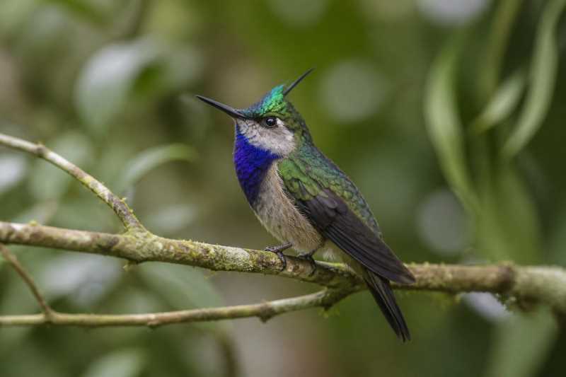 Image of a Green-crowned Plovercrest in its natural habitat