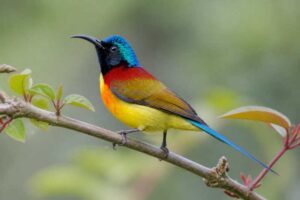 Image of a Green-tailed Sunbird in its natural habitat