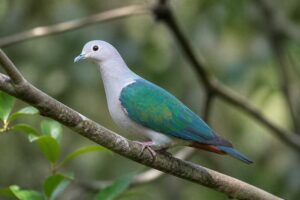 Image of a Green Imperial Pigeon in its natural habitat