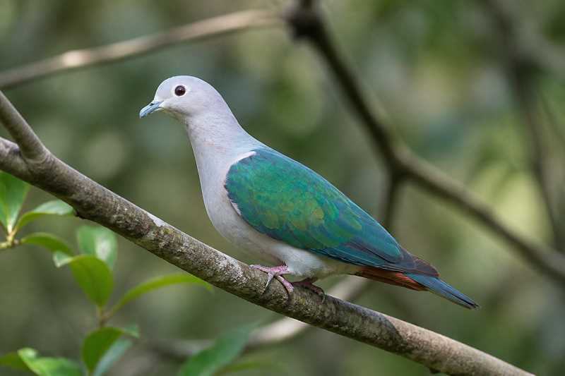 Image of a Green Imperial Pigeon in its natural habitat