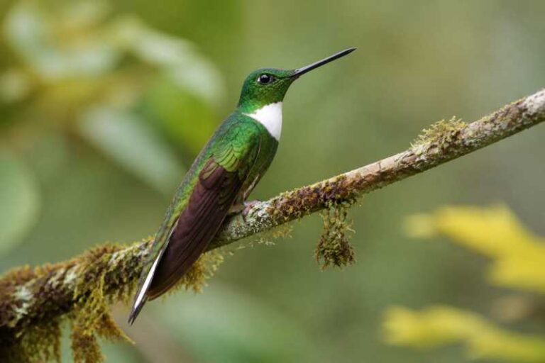 Image of a Green Inca in its natural habitat