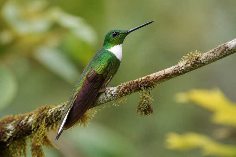 Image of a Green Inca in its natural habitat