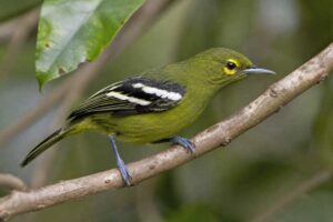 Image of a Green Iora in its natural habitat