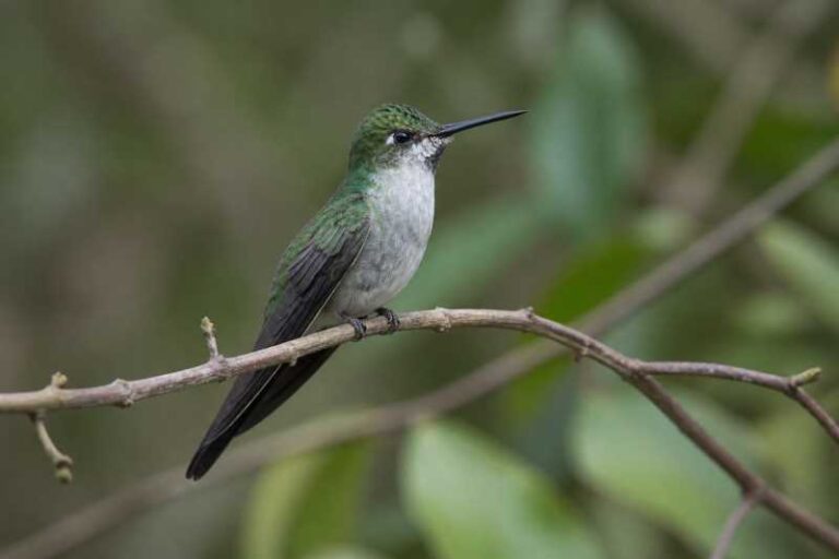Image of a Grey-bellied Comet in its natural habitat