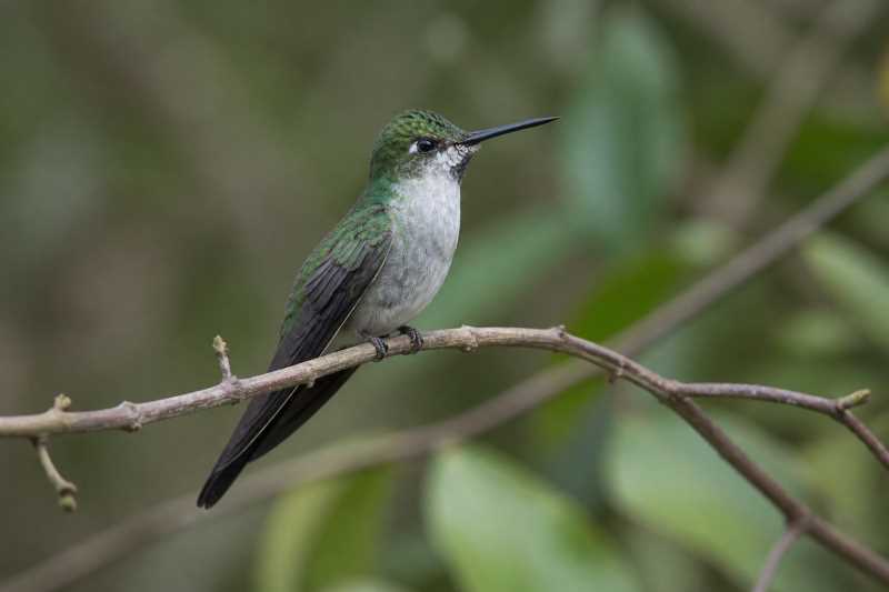 Image of a Grey-bellied Comet in its natural habitat