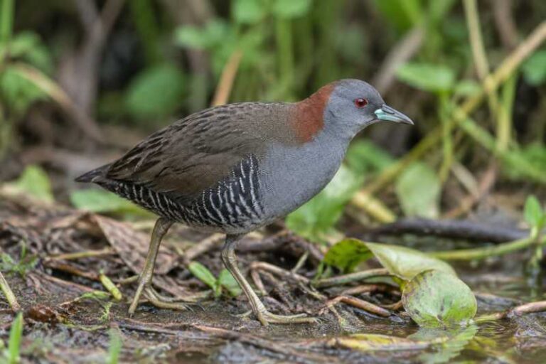 Image of a Grey-breasted Crake in its natural habitat