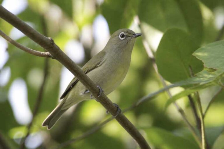 Image of a Grey-brown White-eye in its natural habitat