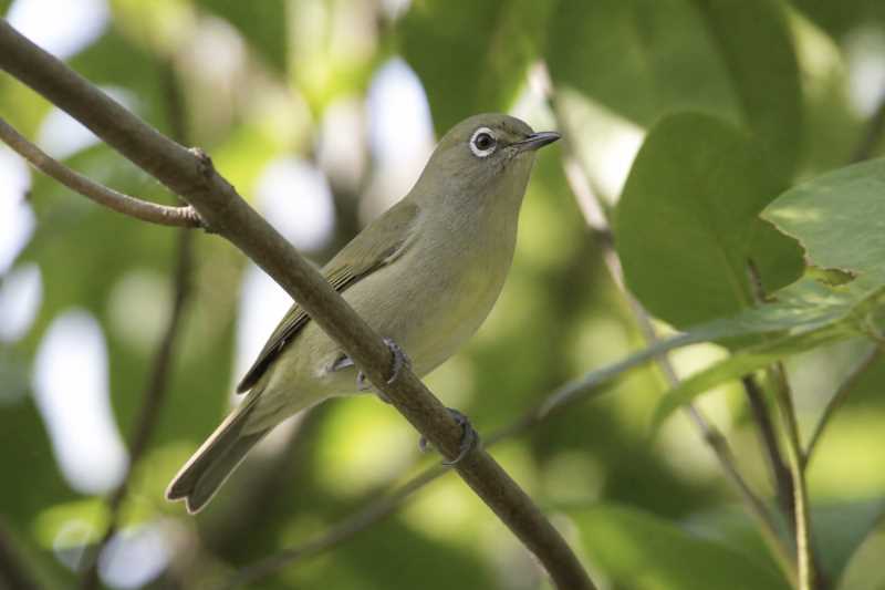 Image of a Grey-brown White-eye in its natural habitat