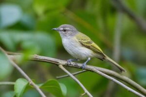 Image of a Grey-capped Tyrannulet in its natural habitat
