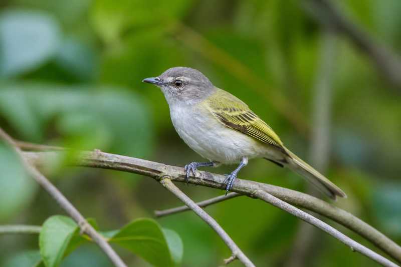 Image of a Grey-capped Tyrannulet in its natural habitat