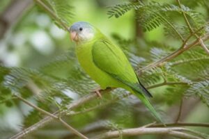 Image of a Grey-cheeked Parakeet in its natural habitat