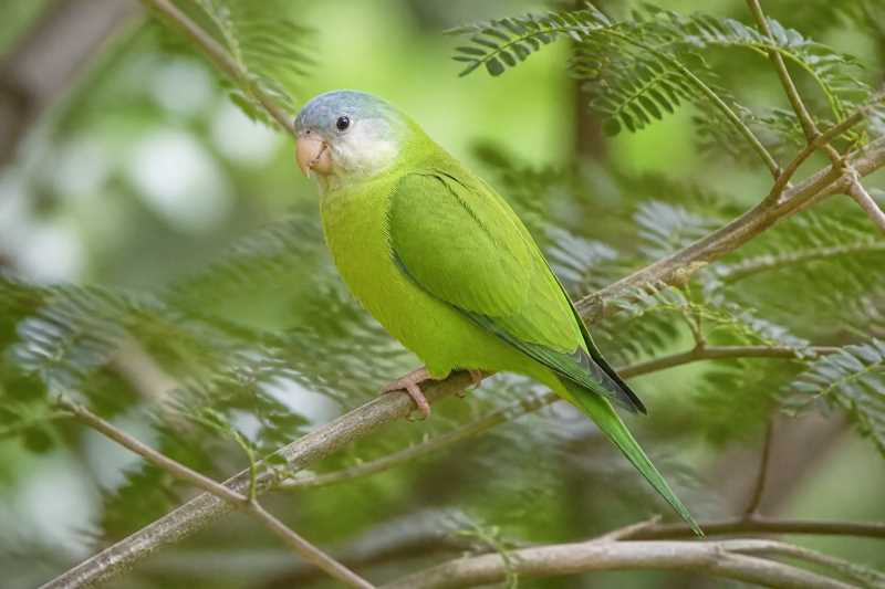 Image of a Grey-cheeked Parakeet in its natural habitat