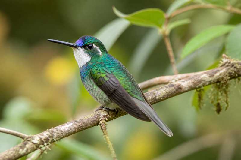 Image of a Grey-tailed Mountaingem in its natural habitat