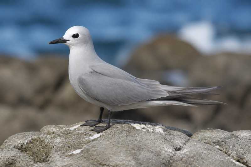 Image of a Grey Noddy in its natural habitat