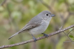 Image of a Grey Vireo in its natural habitat
