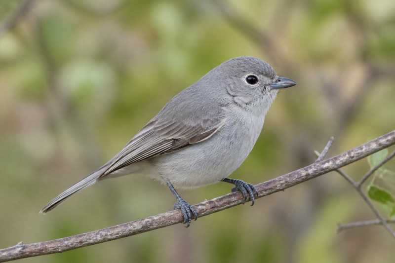 Image of a Grey Vireo in its natural habitat