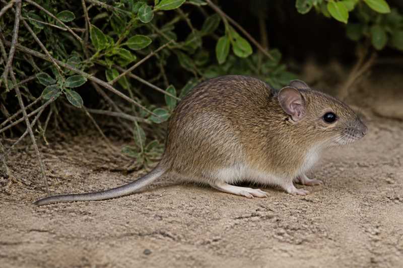Image of a Groove-toothed Cotton Rat in its natural habitat