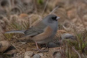 Image of a Guadalupe Junco in its natural habitat