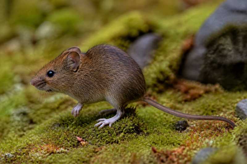 Image of a Guafo Island Long-clawed Mouse in its natural habitat