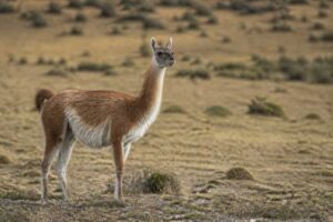 Image of a Guanaco in its natural habitat
