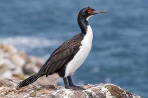 Image of a Guanay Cormorant in its natural habitat
