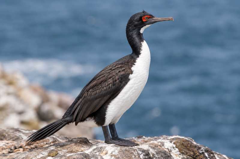 Image of a Guanay Cormorant in its natural habitat