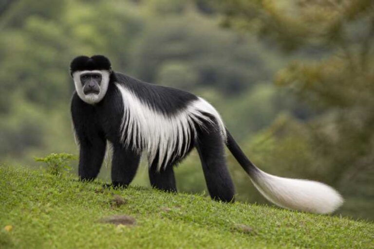 Image of a Guereza in its natural habitat