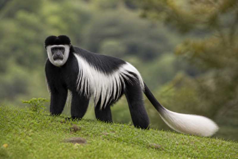 Image of a Guereza in its natural habitat