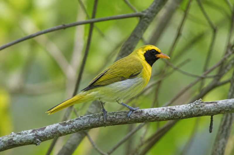 Image of a Guira Tanager in its natural habitat