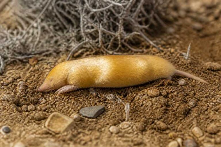 Image of a Gunning's Golden Mole in its natural habitat